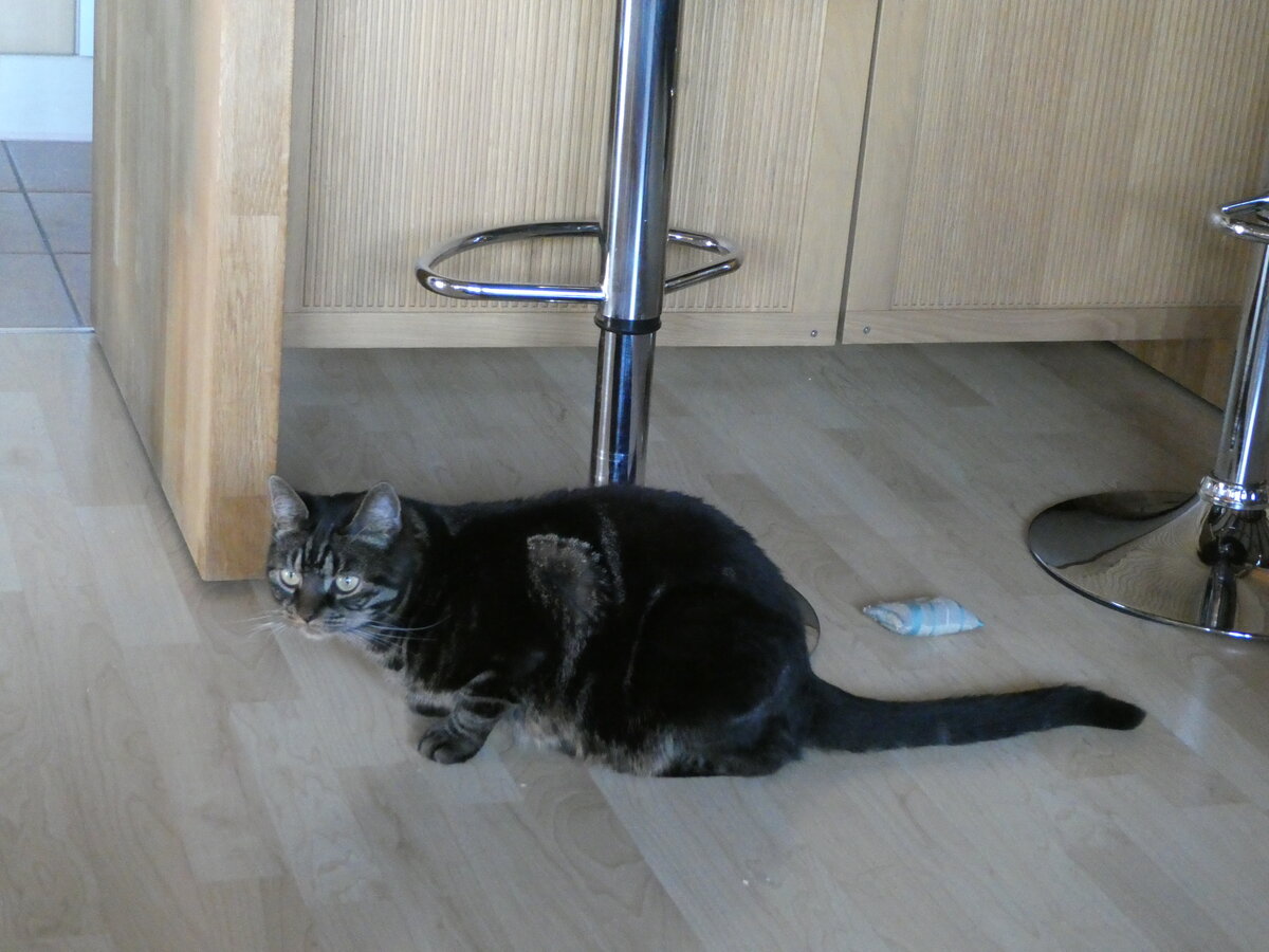 (239'445) - Kater Shaggy am 23. August 2022 im Gwatt