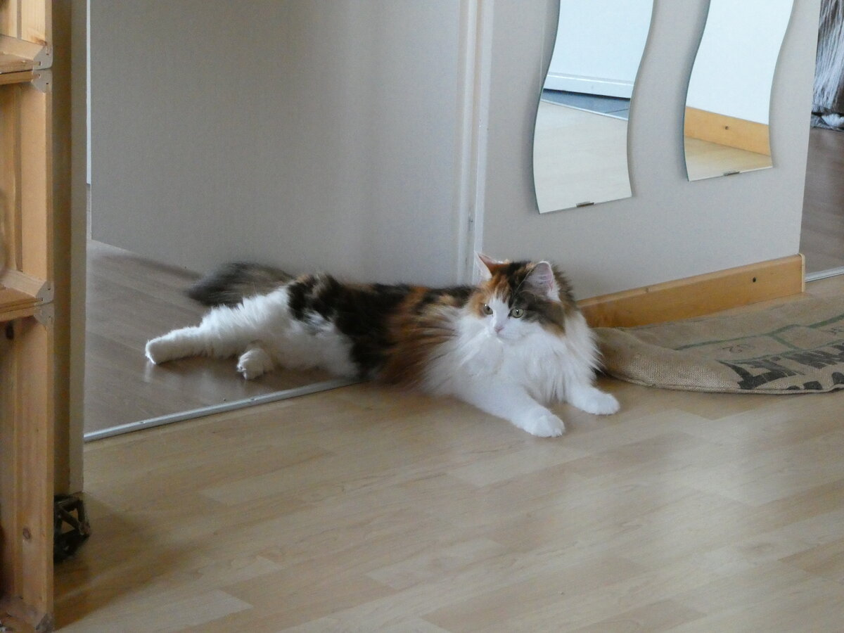 (239'446) - Katze Nimerya am 23. August 2022 im Gwatt