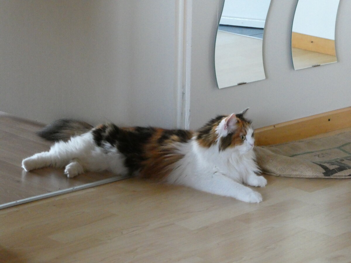 (239'447) - Katze Nimerya am 23. August 2022 im Gwatt