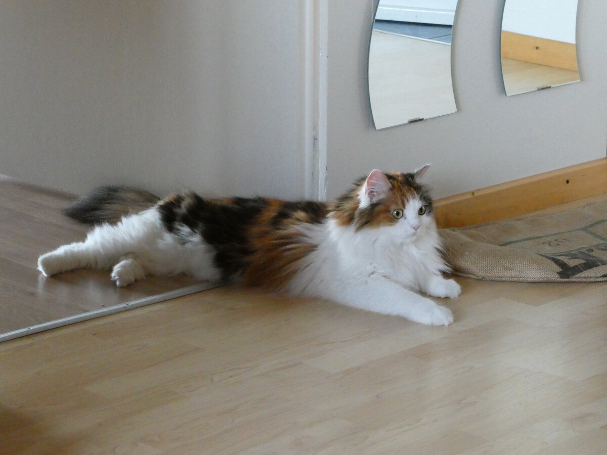 (239'448) - Katze Nimerya am 23. August 2022 im Gwatt