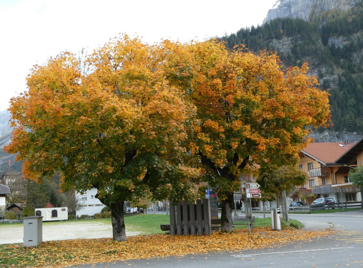 (240'880) - Zwei Ahorne im Herbstkleid am 10. Oktober 2022 beim Bahnhof Kandersteg