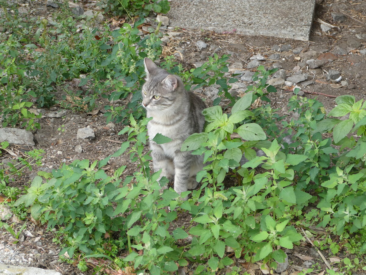 (241'351) - Katze am 14. Oktober 2022 beim Bahnhof Intragna