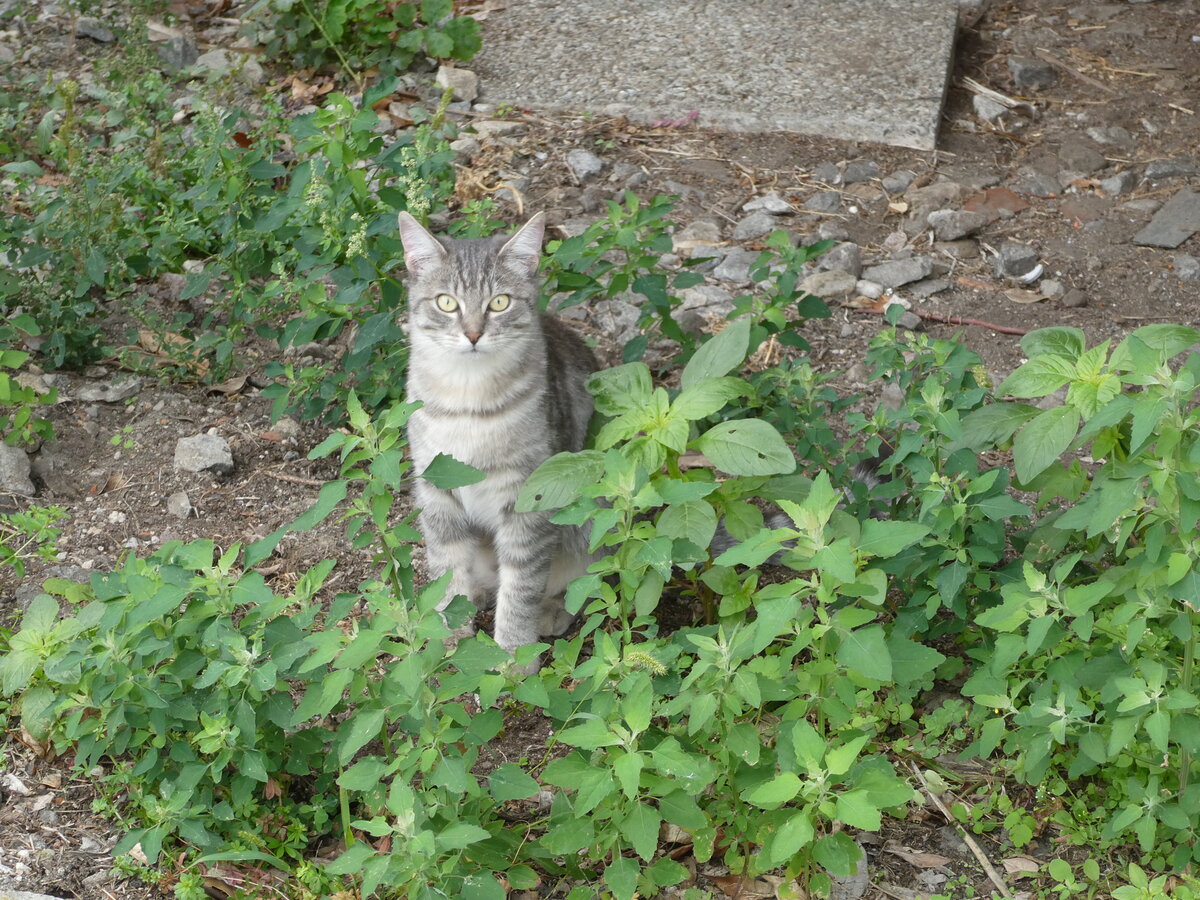 (241'352) - Katze am 14. Oktober 2022 beim Bahnhof Intragna