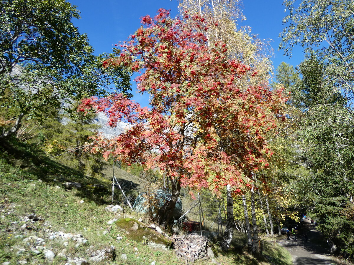 (241'442) - Vogelbeerbaum am 16. Oktober 2022 in Derborence