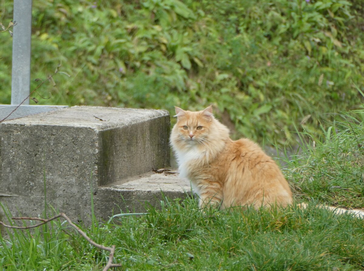 (242'913) - Katze am 17. November 2022 in Barbengo