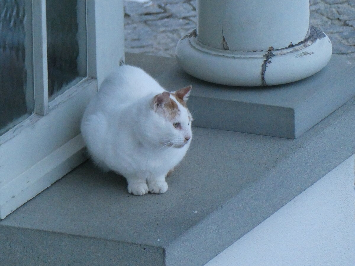 (243'602) - Katze am 8. Dezember 2022 in Riemenstalden