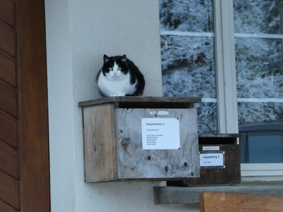 (243'615) - Katze am 8. Dezember 2022 in Riemenstalden