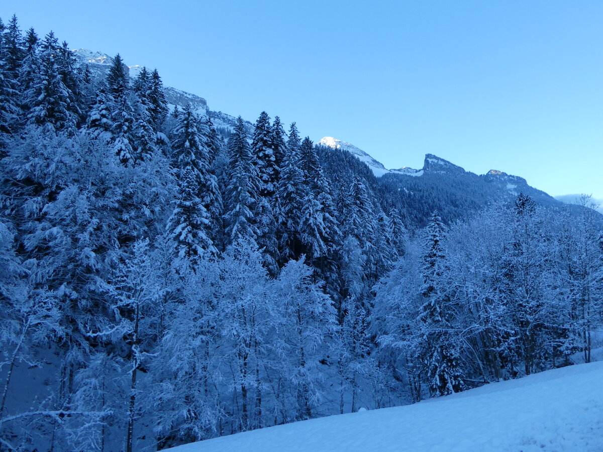 (243'621) - Verschneiter Wald am 8. Dezember 2022 bei Riemenstalden