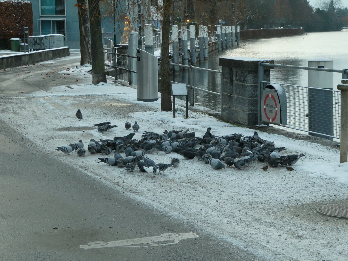 (243'737) - Taubenschwarm und zwei Spatzen am 11. Dezember 2022 bei der Schiffl�ndte Thun