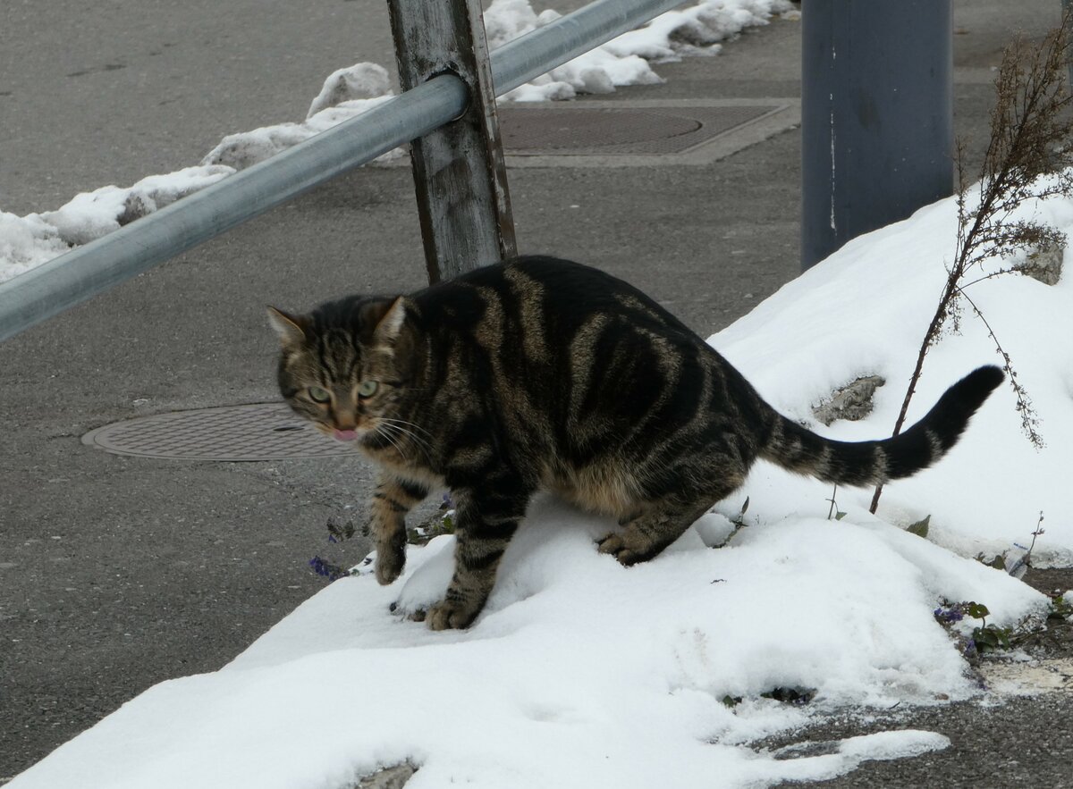 (243'837) - Katze am 13. Dezember 2022 beim Bahnhof Thun