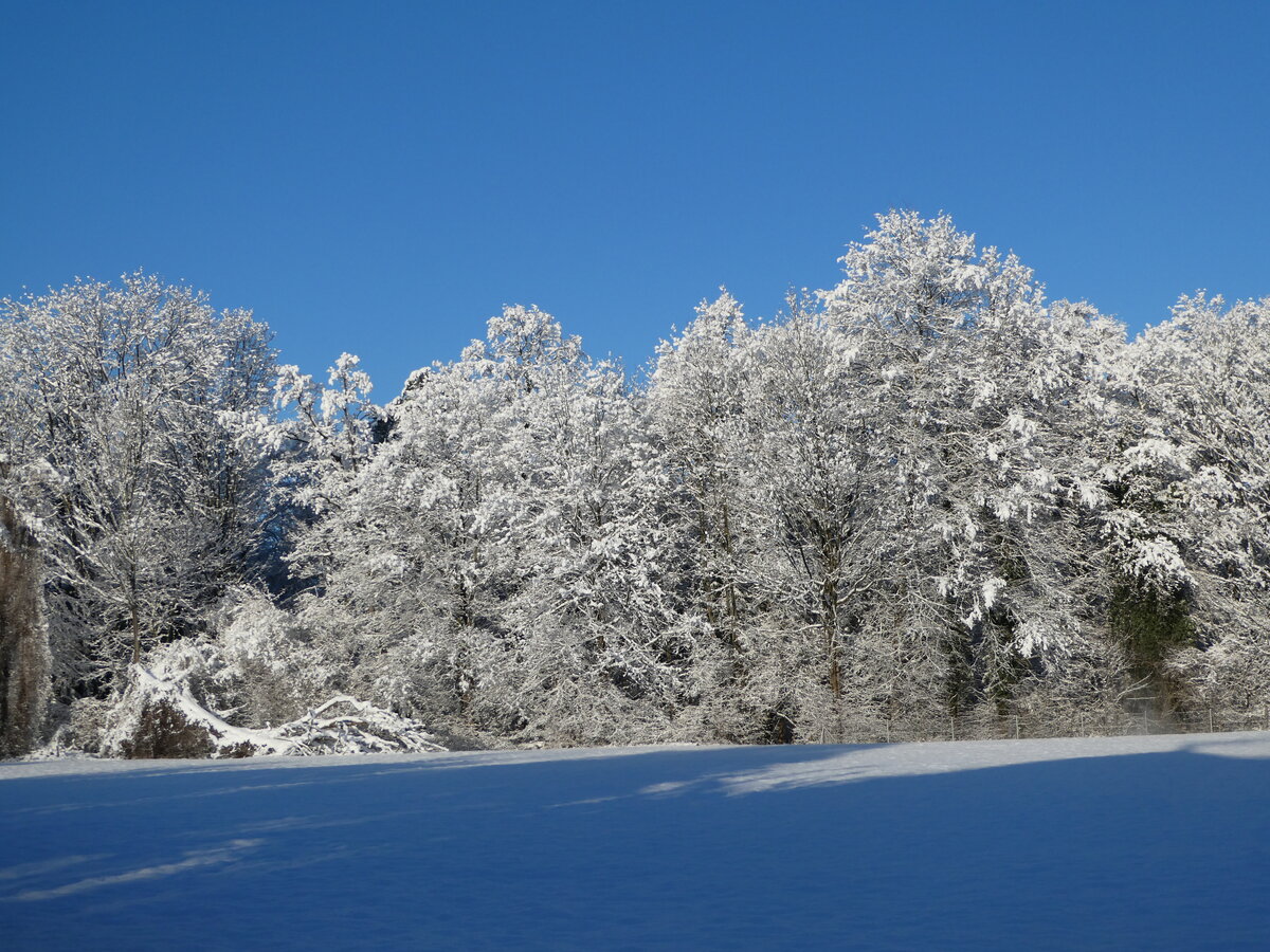 (245'191) - Winter in Thun-Lerchenfeld am 19. Januar 2023