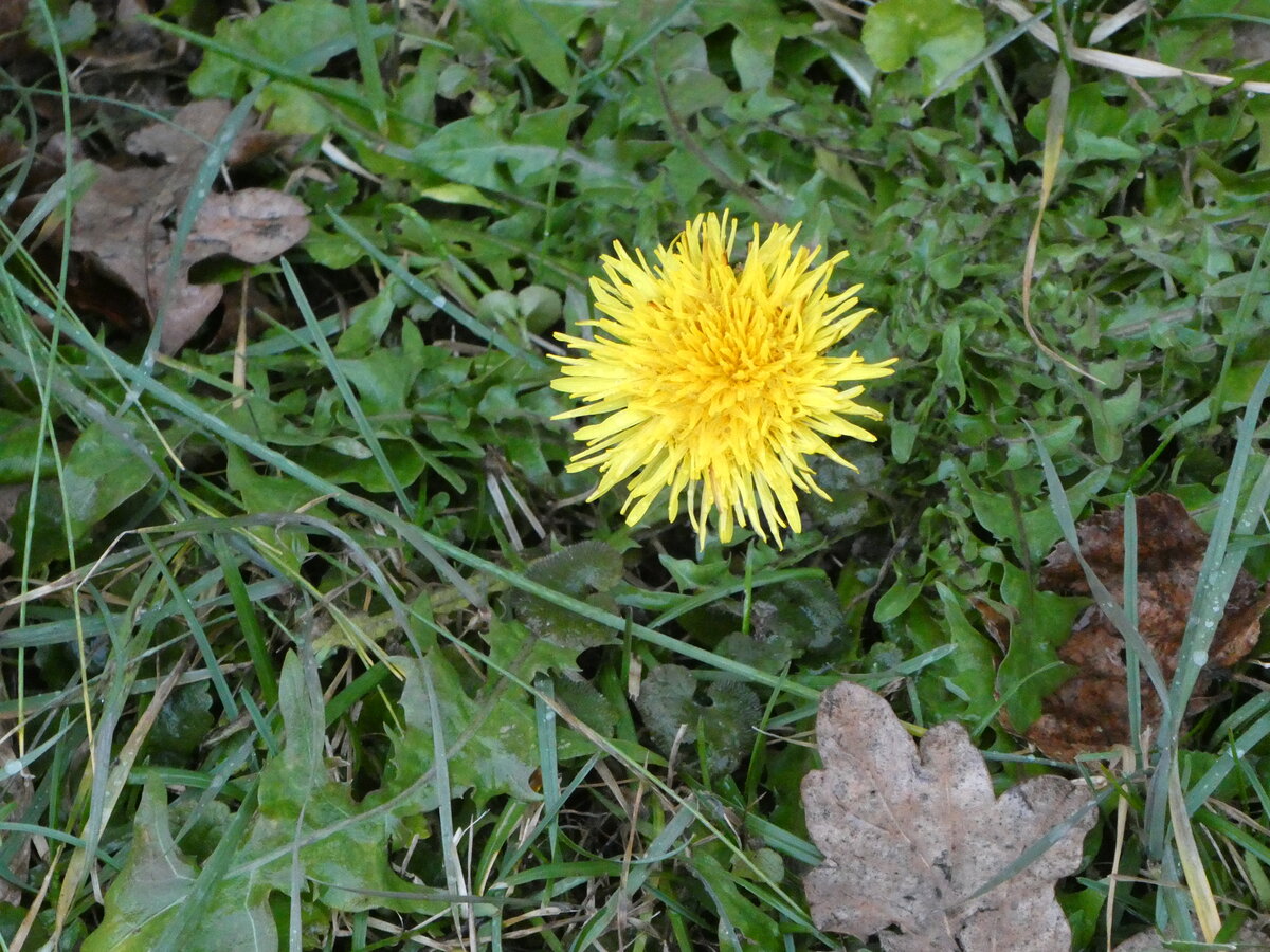 (245'841) - Ein einsamer L�wenzahn erwacht aus dem Winterschlaf am 5. Februar 2023 in Thun-Lerchenfeld