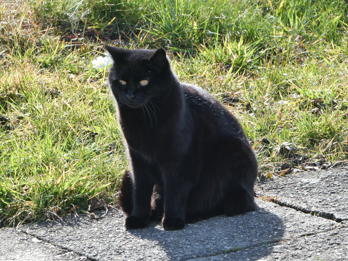 (247'052) - Katze am 9. M�rz 2023 beim Bahnhof Altst�tten
