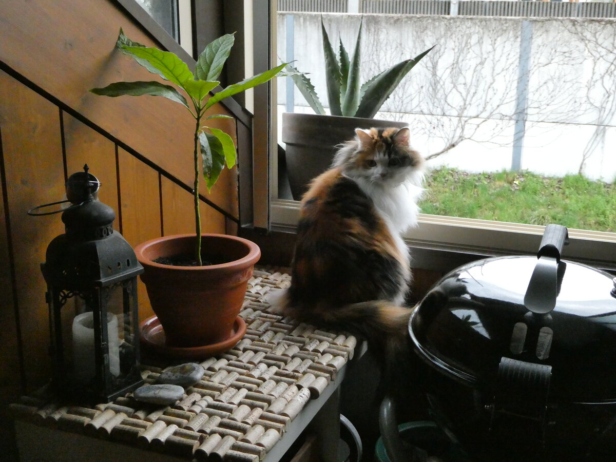 (248'256) - Katze Nimerya am 8. April 2023 in Gwatt