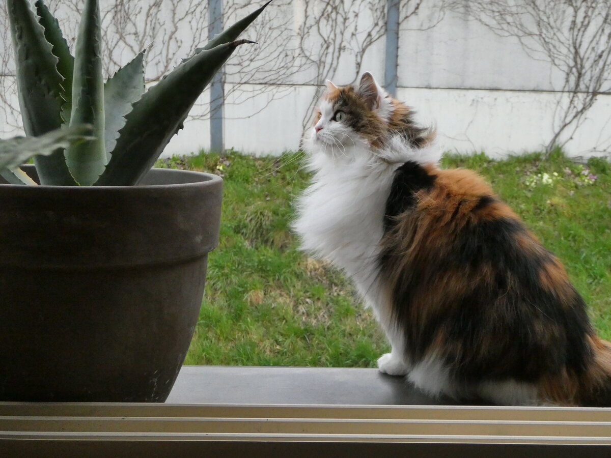 (248'258) - Katze Nimerya am 8. April 2023 in Gwatt