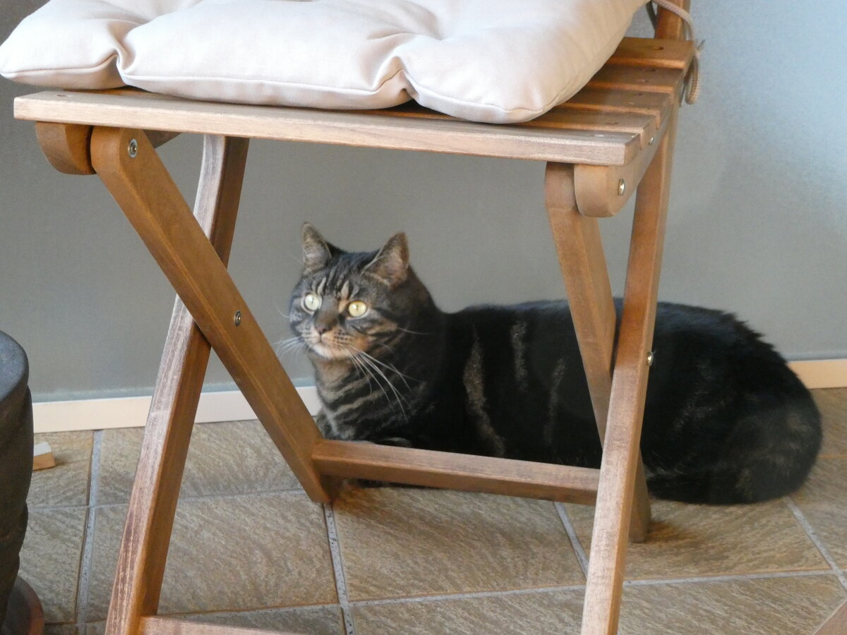 (248'335) - Kater Shaggy am 9. April 2023 in Gwatt