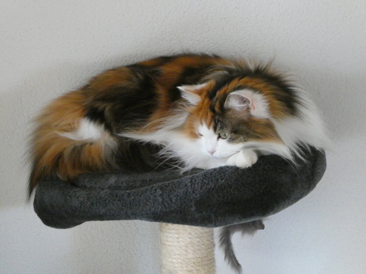 (248'347) - Katze Nimerya am 10. April 2023 in Gwatt