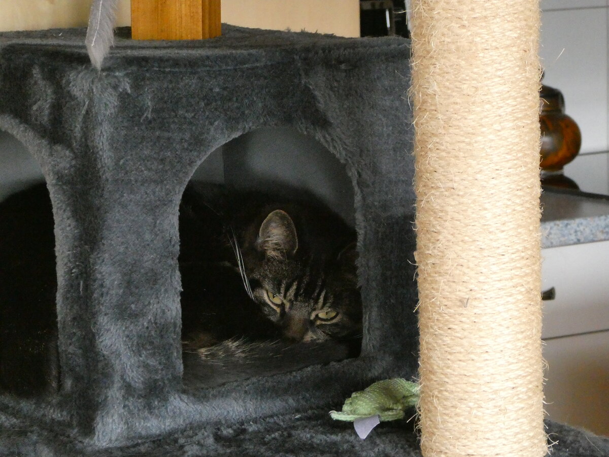 (248'348) - Kater Shaggy am 10. April 2023 in Gwatt