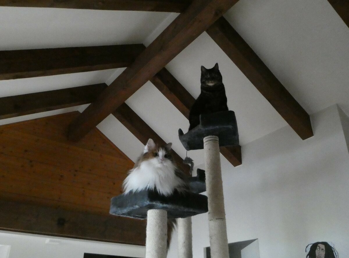 (248'354) - Katze Nimerya + Kater Shaggy am 11. April 2023 in Gwatt