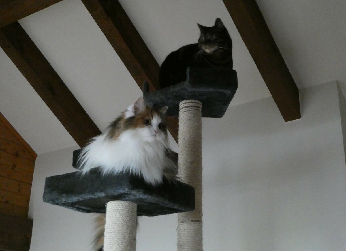 (248'355) - Katze Nimerya + Kater Shaggy am 11. April 2023 in Gwatt