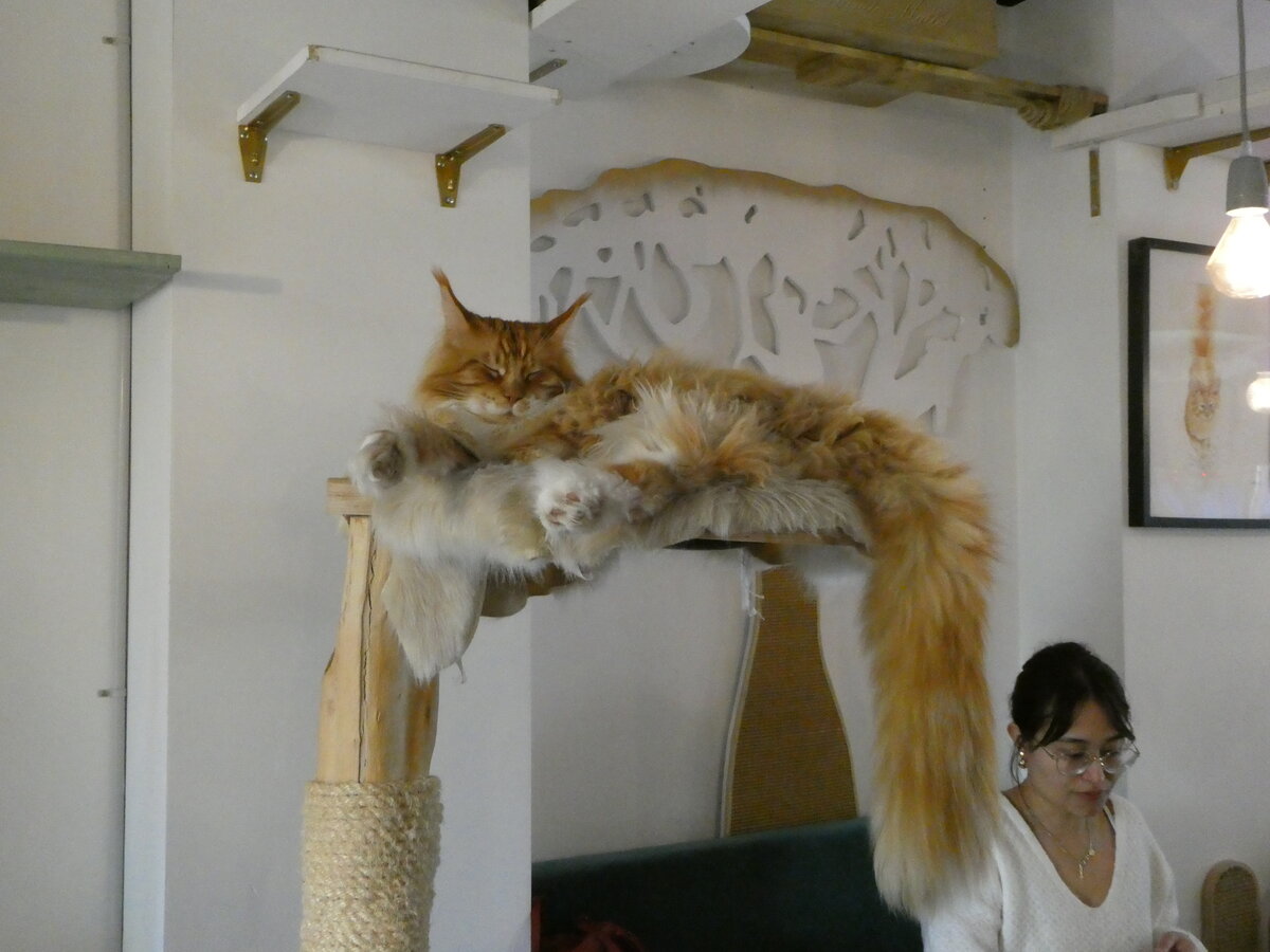 (249'255) - Kater Fernando in luftiger H�he am 29. April 2023 im Z�rcher Katzencaf�