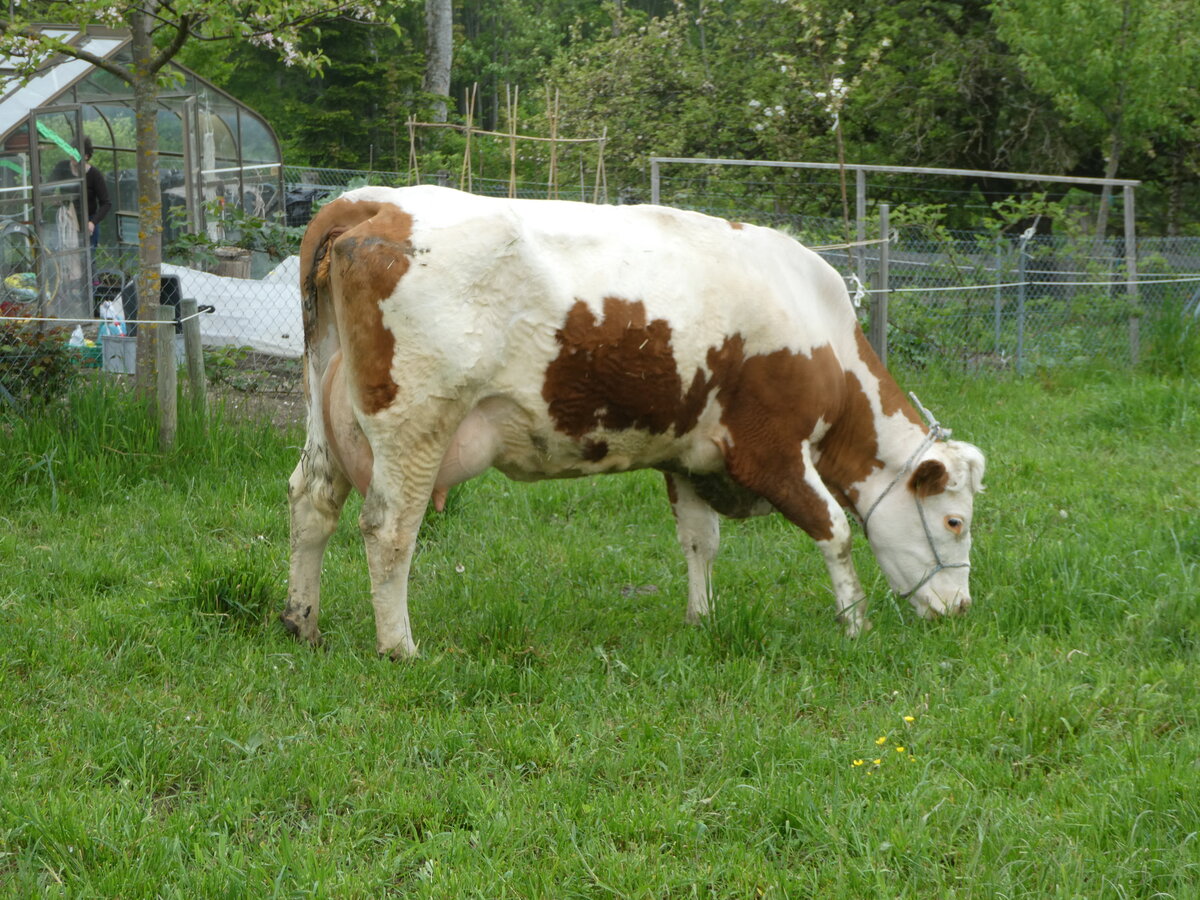 (250'407) - Kuh am 25. Mai 2023 in Oberb�tschel, B�tschelegg