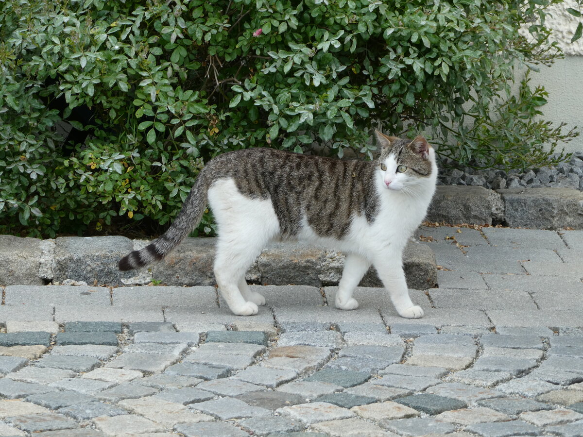 (251'067) - Katze am 5. Juni 2023 in Rottersdorf