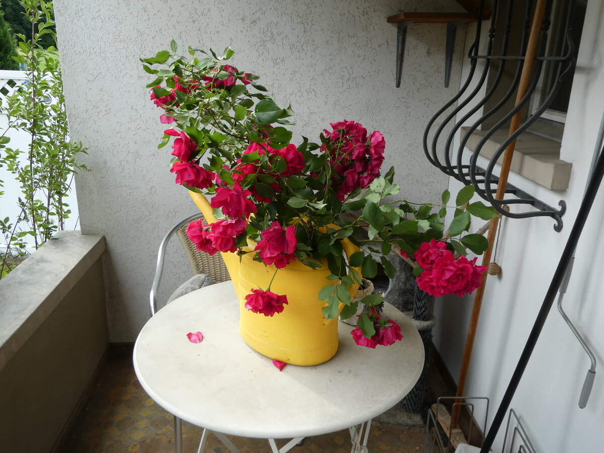 (251'895) - Hagr�schen in der Giesskanne am 22. Juni 2023 in Thun