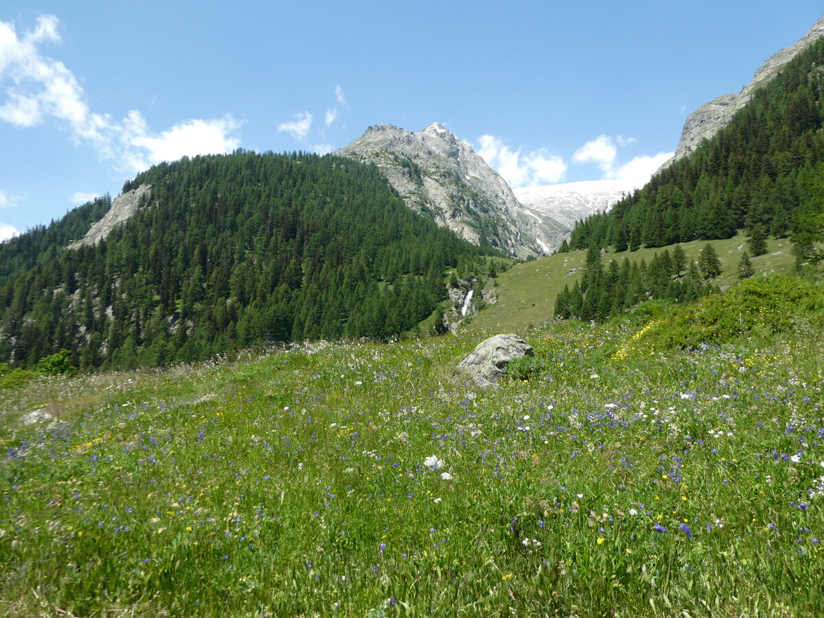 (252'106) - Alpenblumenwiese am 26. Juni bei Blatten (L�tschen)