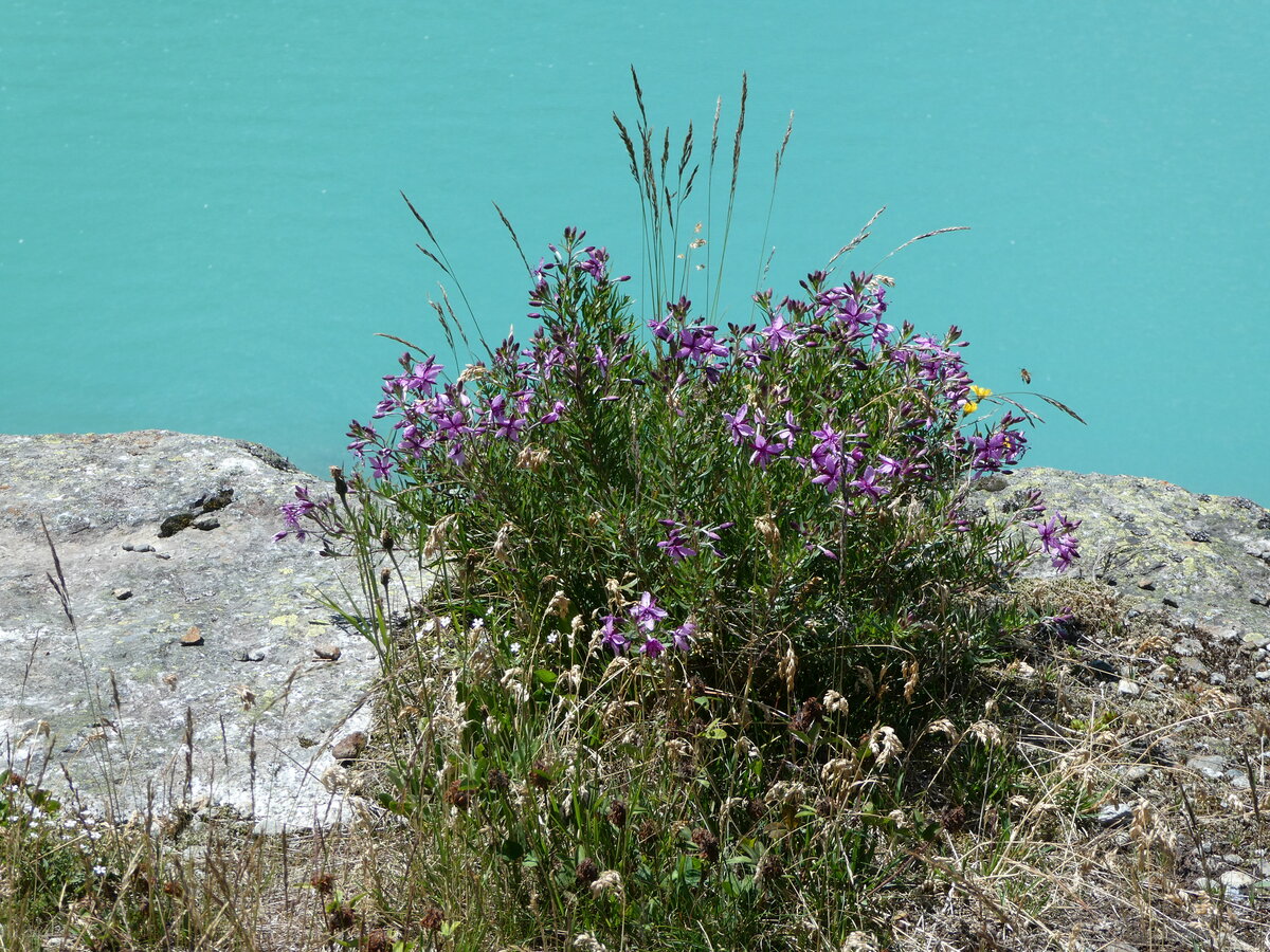 (252'559) - Alpenflora am G�scheneralpsee am 9. Juli 2023 auf der G�scheneralp