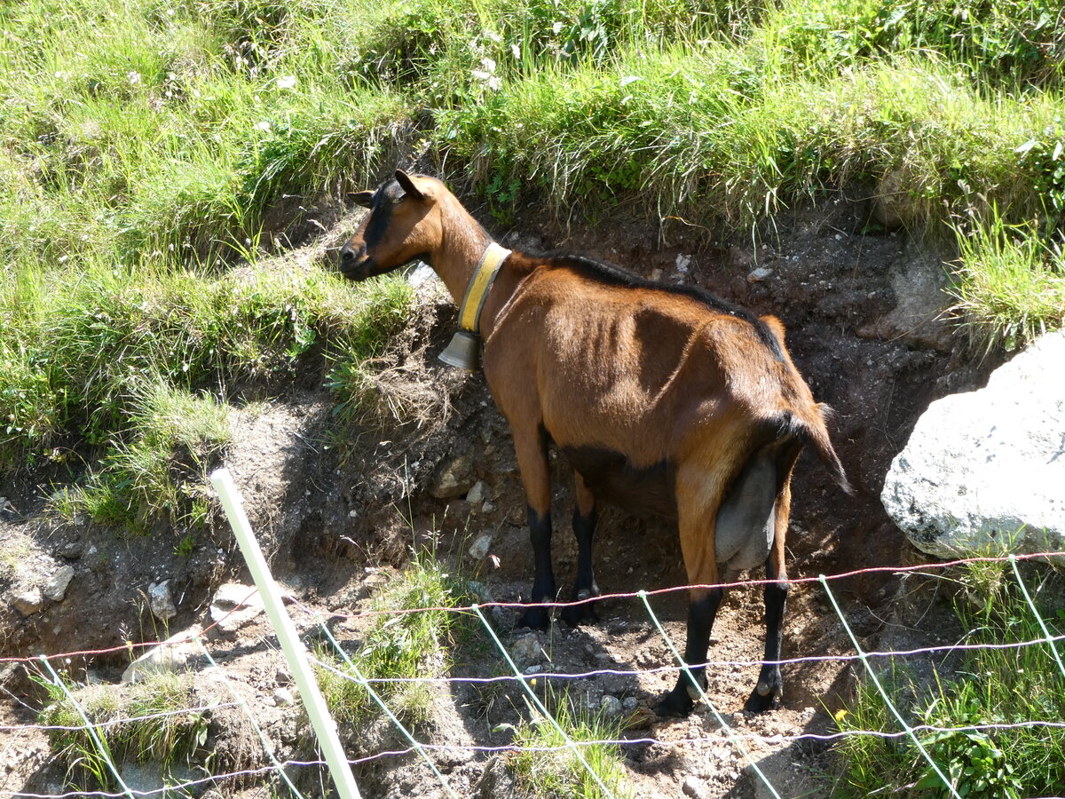 (252'562) - Ziege am 9. Juli 2023 auf der G�scheneralp