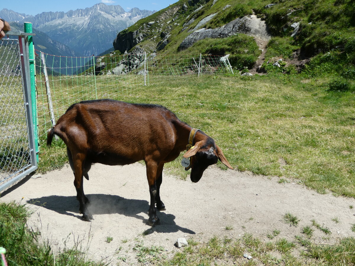 (252'563) - Ziege am 9. Juli 2023 auf der G�scheneralp