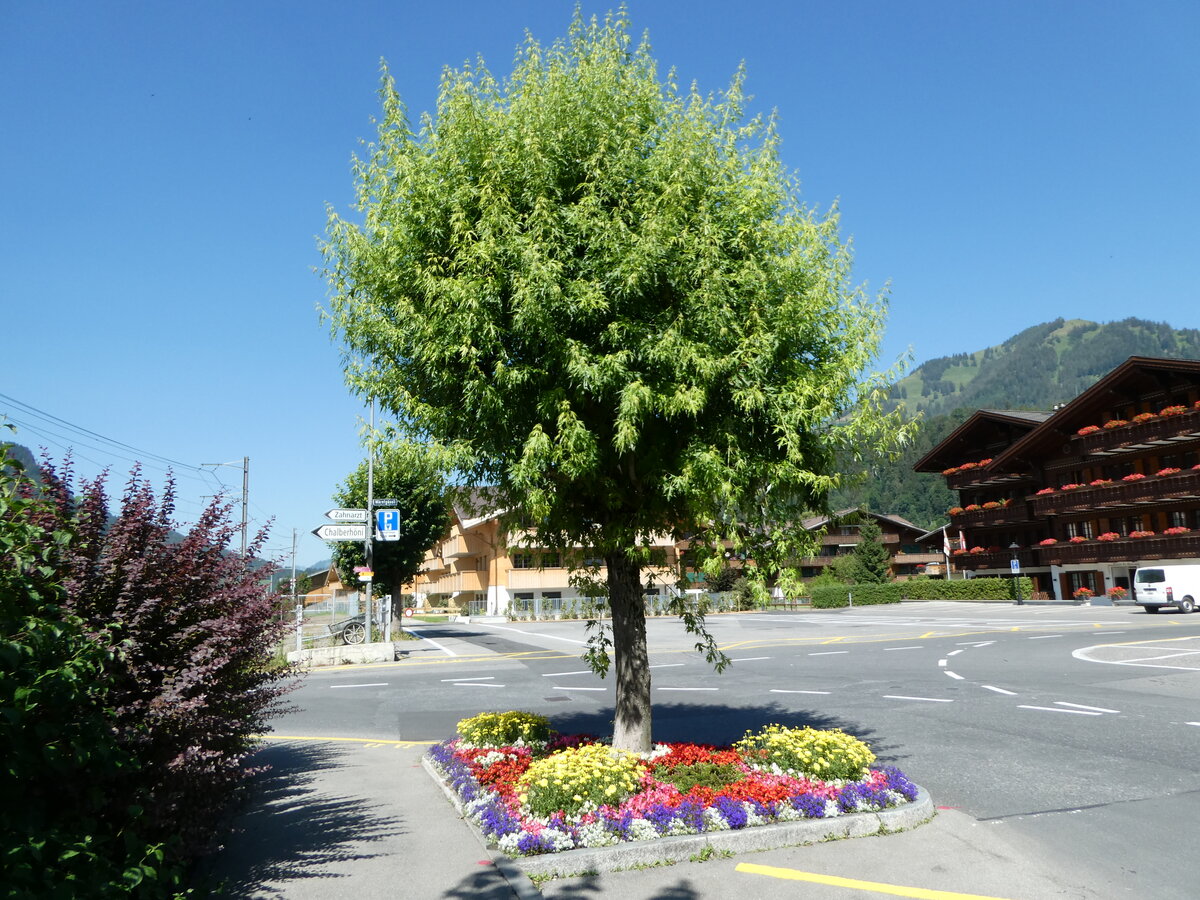 (252'601) - Baum mit Blumenbandeli am 11. Juli 2023 beim Bahnhof Saanen