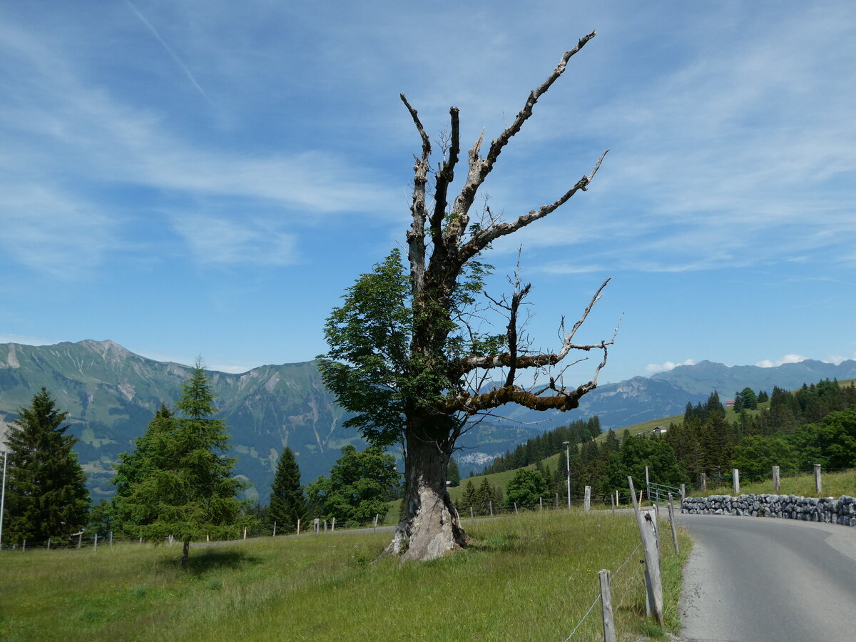 (252'659) - Alter Ahorn am 14. Juli 2023 auf der Axalp