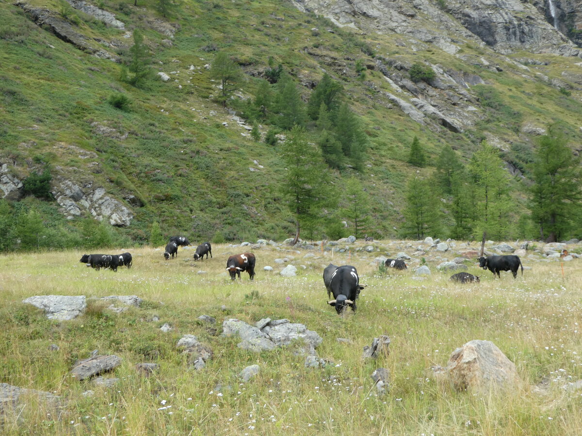 (253'858) - Eringer K�he am 15. August 2023 bei Saas-Almagell