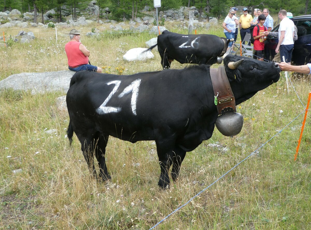 (253'859) - Eringer Kuh am 15. August 2023 bei Saas-Almagell