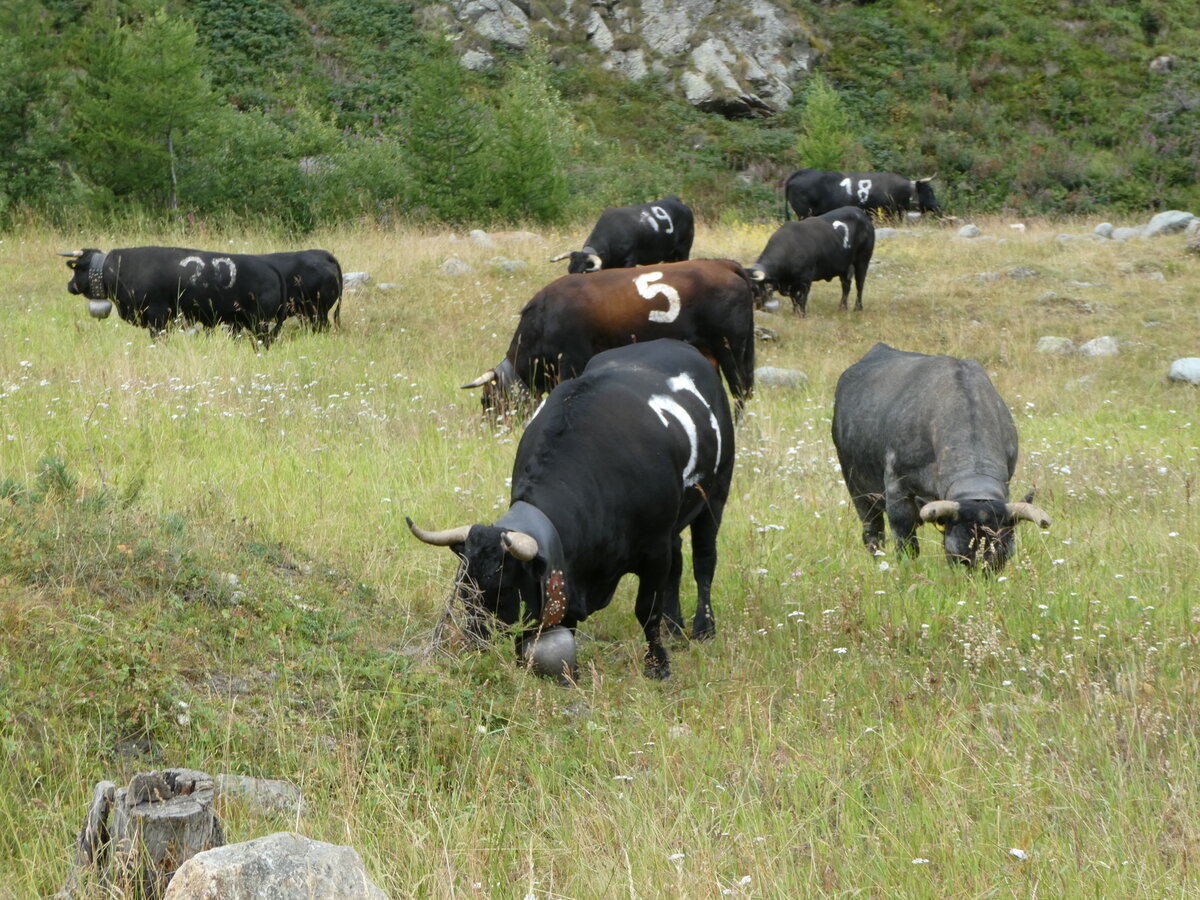 (253'860) - Eringer K�he am 15. August 2023 bei Saas-Almagell