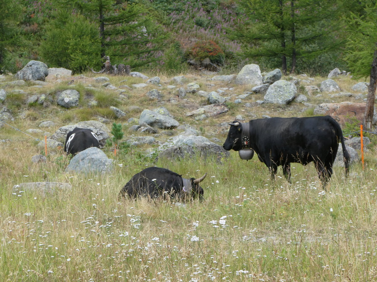 (253'861) - Eringer K�he am 15. August 2023 bei Saas-Almagell