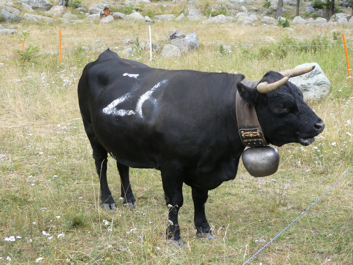 (253'862) - Eringer Kuh am 15. August 2023 bei Saas-Almagell