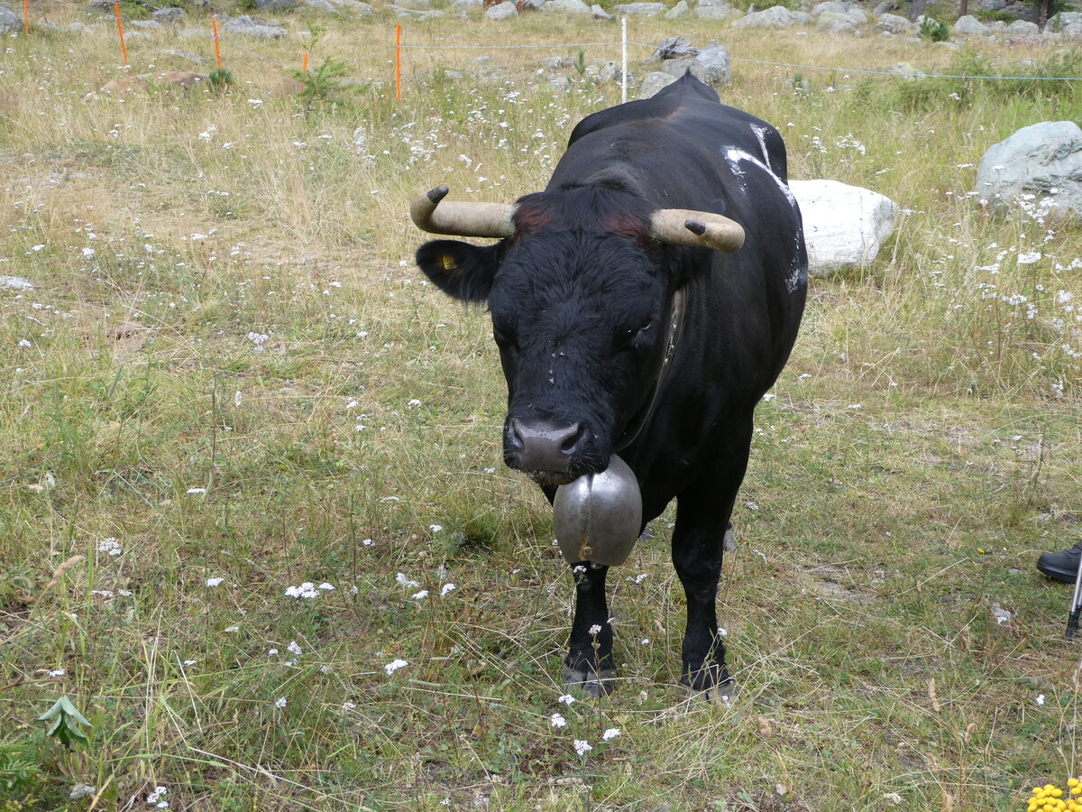 (253'864) - Eringer Kuh am 15. August 2023 bei Saas-Almagell