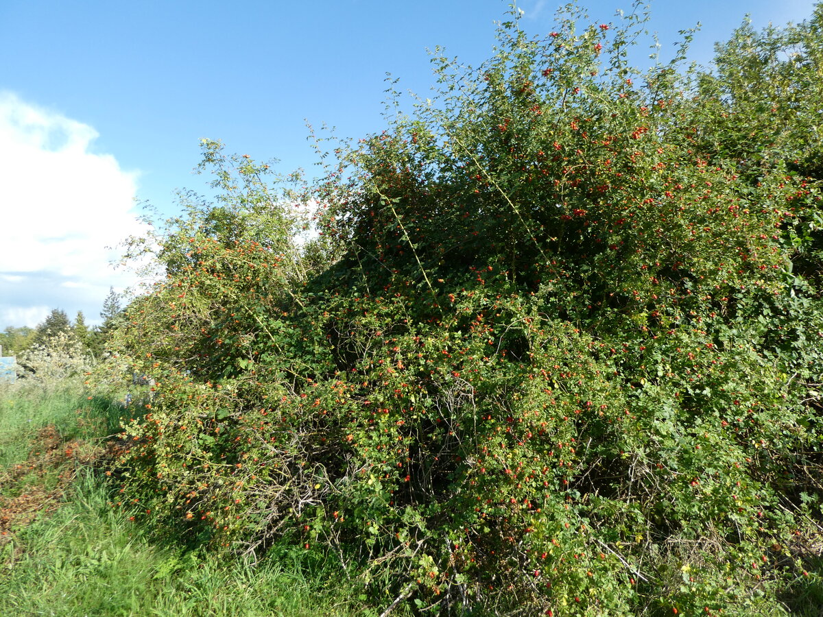 (254'499) - Hagebutten-Strauch am 31. August 2023 in Karnin