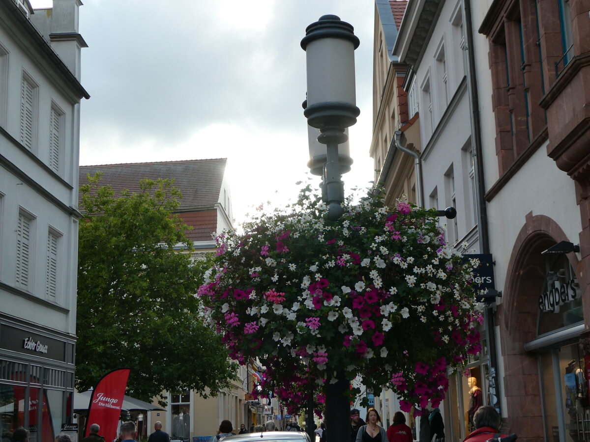(254'600) - Blumenschmuck am 1. September 2023 in Greifswald