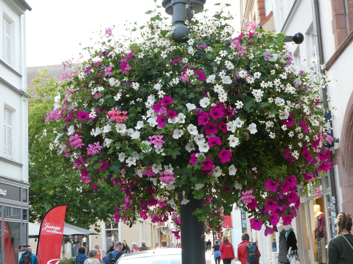 (254'601) - Blumenschmuck am 1. September 2023 in Greifswald