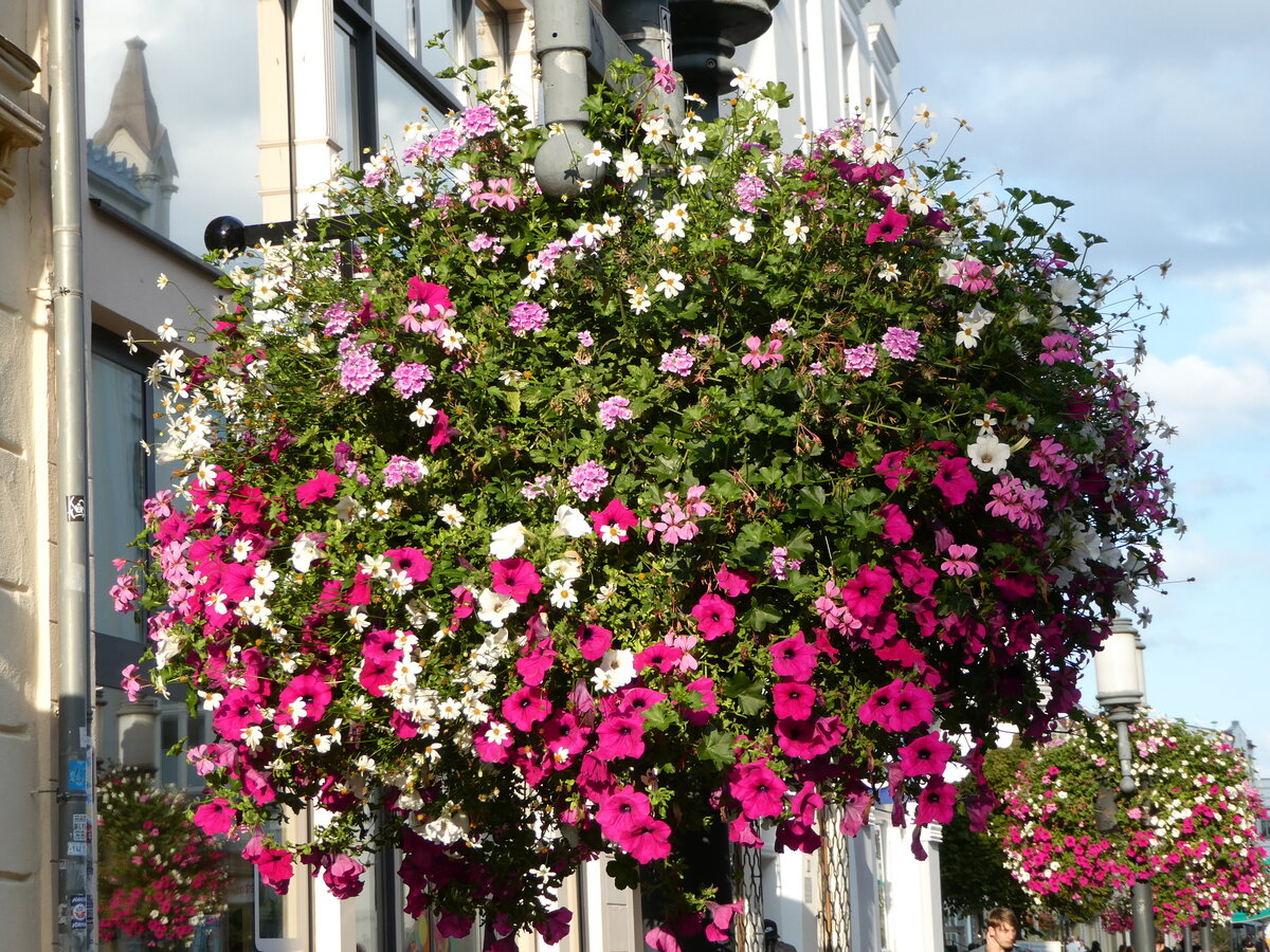 (254'602) - Blumenschmuck am 1. September 2023 in Greifswald