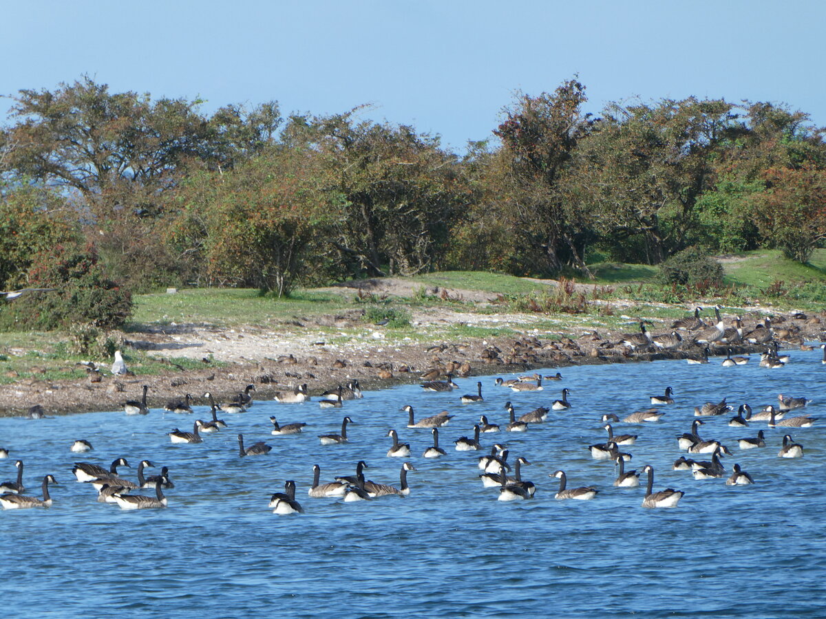(254'619) - Vogelversammlung am 2. September 2023 am Hafen von Schaprode