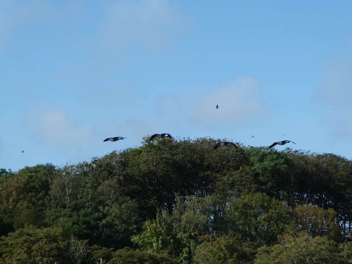 (254'620) - V�gel im Anflug am 2. September 2023 beim Hafen von Schaprode