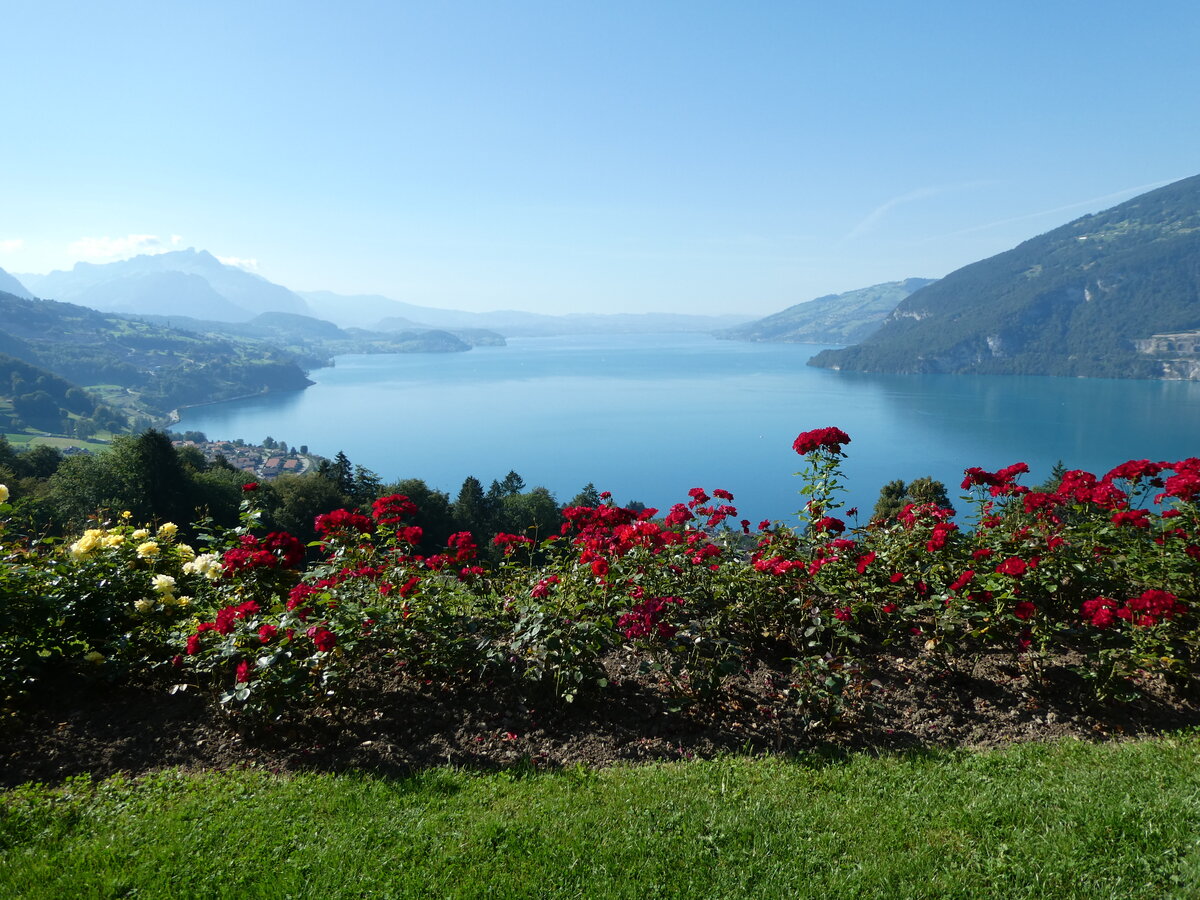 (254'818) - Der Thunersee am 5. September 2023 von der Meielisalp aus