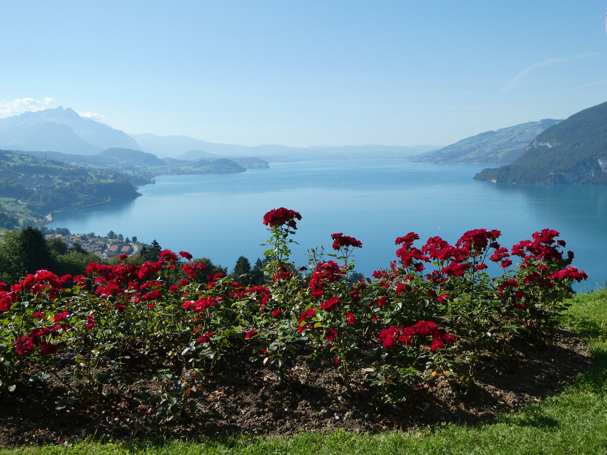 (254'821) - Der Thunersee am 5. September 2023 von der Meielisalp aus