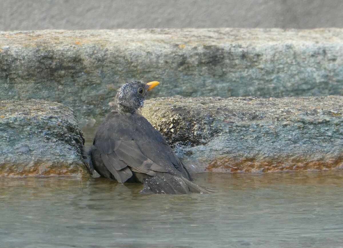 (254'867) - Vogelbad im Brunnen am 8. September 2023 in Andeer