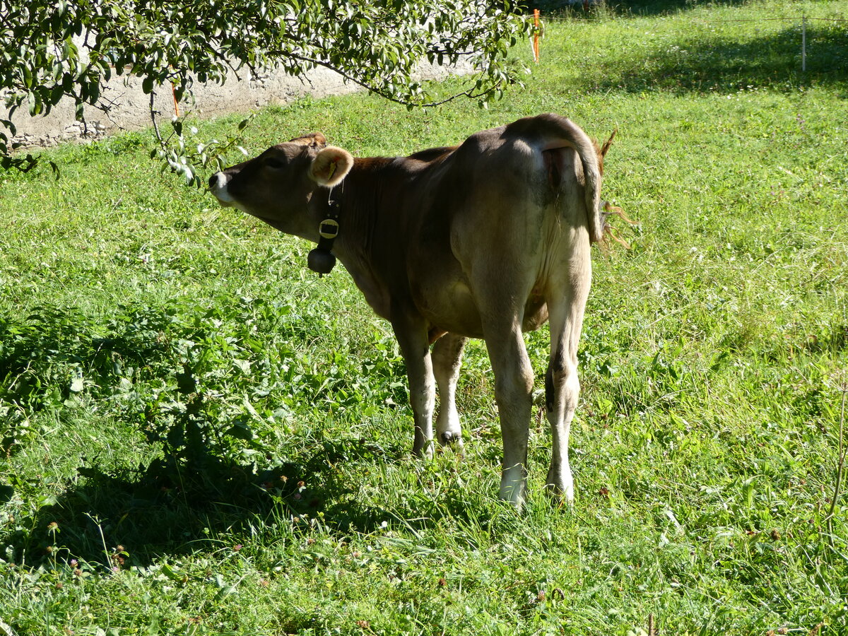 (254'880) - Kalb am 8. September 2023 in Zillis
